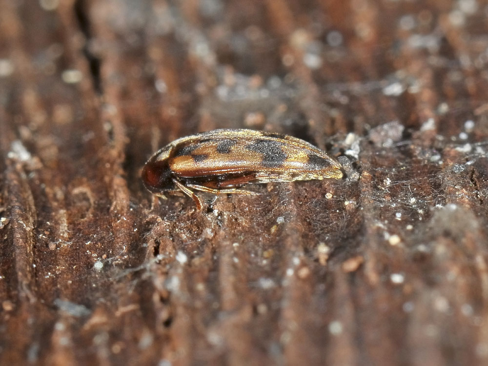 Orchesia undulata (Melandryidae)